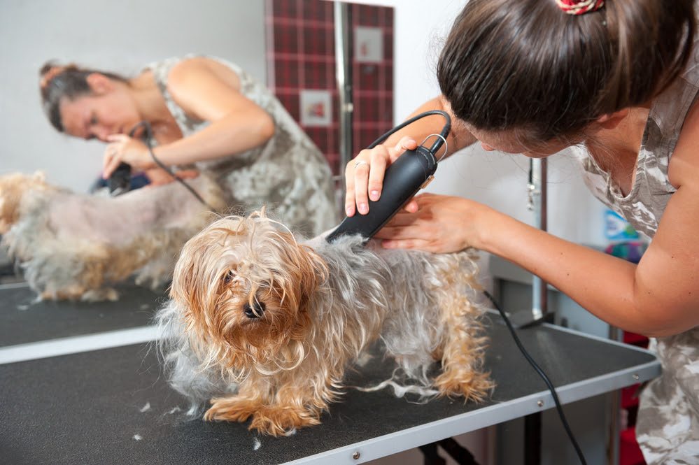 Amazing How To Groom Dog At Home in the year 2023 Don t miss out 