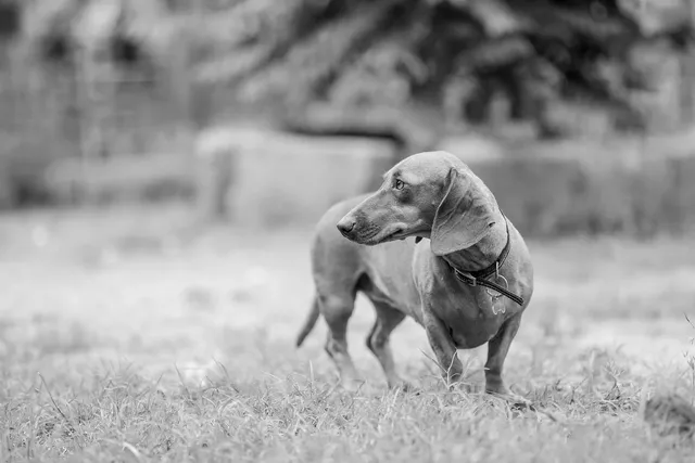 ​Causes of Hyperactivity in Dogs