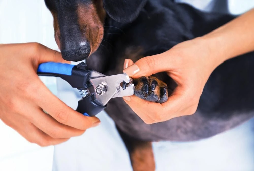 best dog nail clippers
