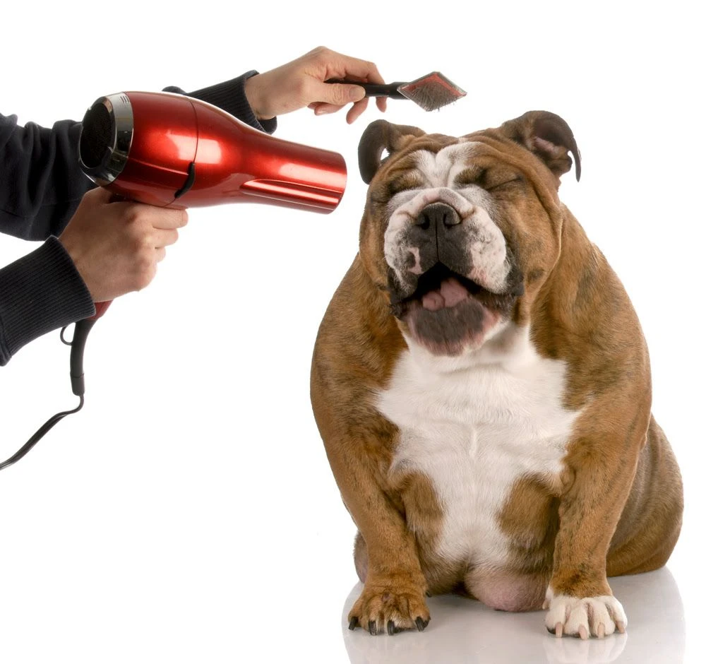 Best Dog Grooming Brushes