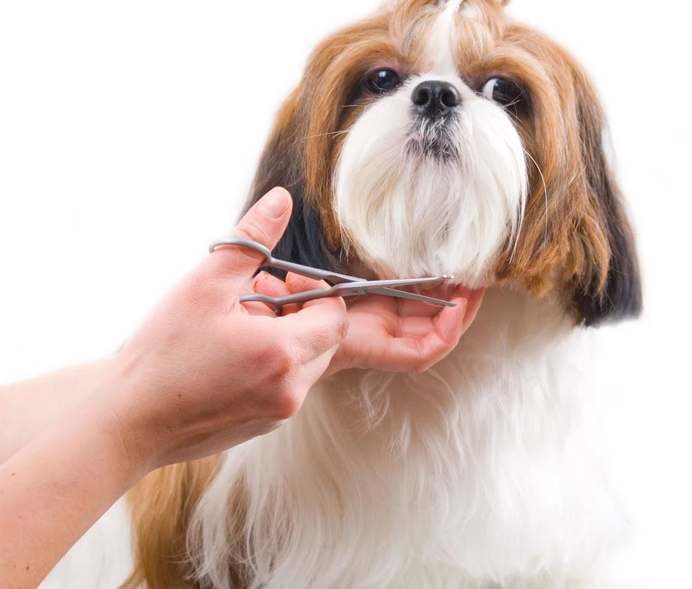 Best Dog Grooming Scissors