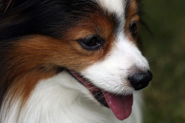 best deshedding tool for dogs