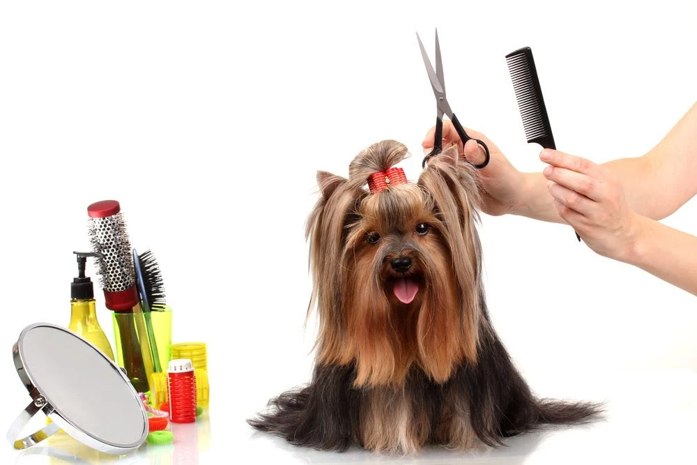 best dog combs