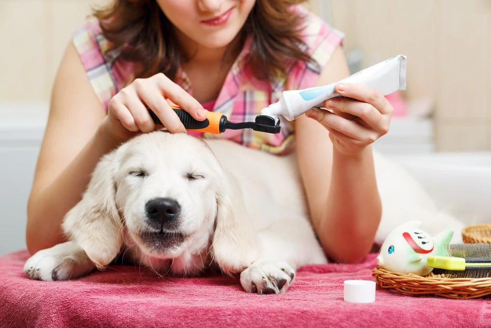 best dog toothpaste